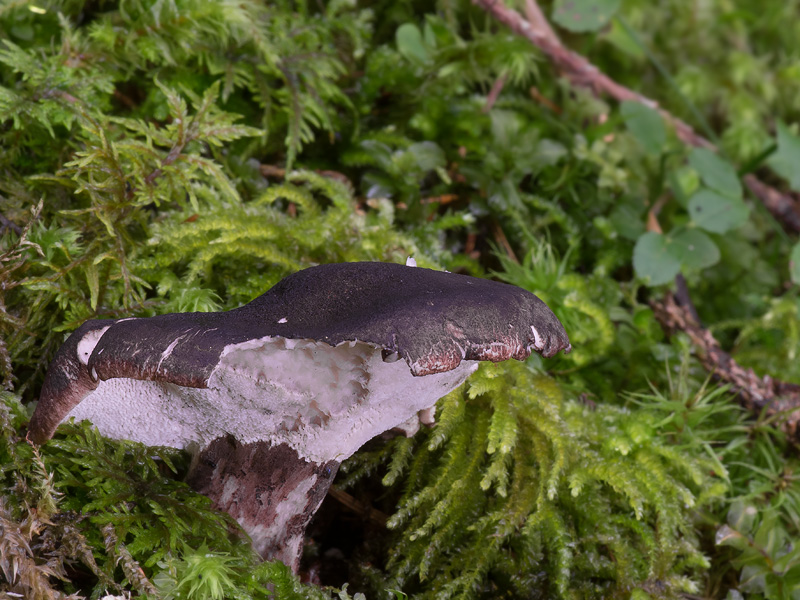 Boletopsis leucomelaena